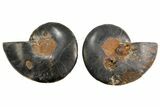 Cut/Polished Ammonite Fossil - Unusual Black Color #165667-1